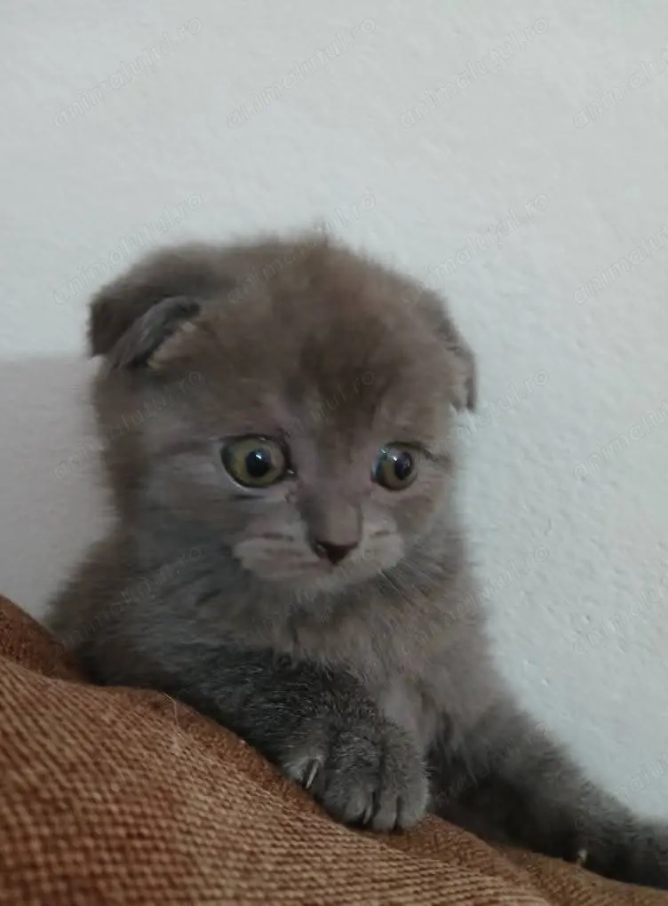 Scottish Fold  Scottish Fold