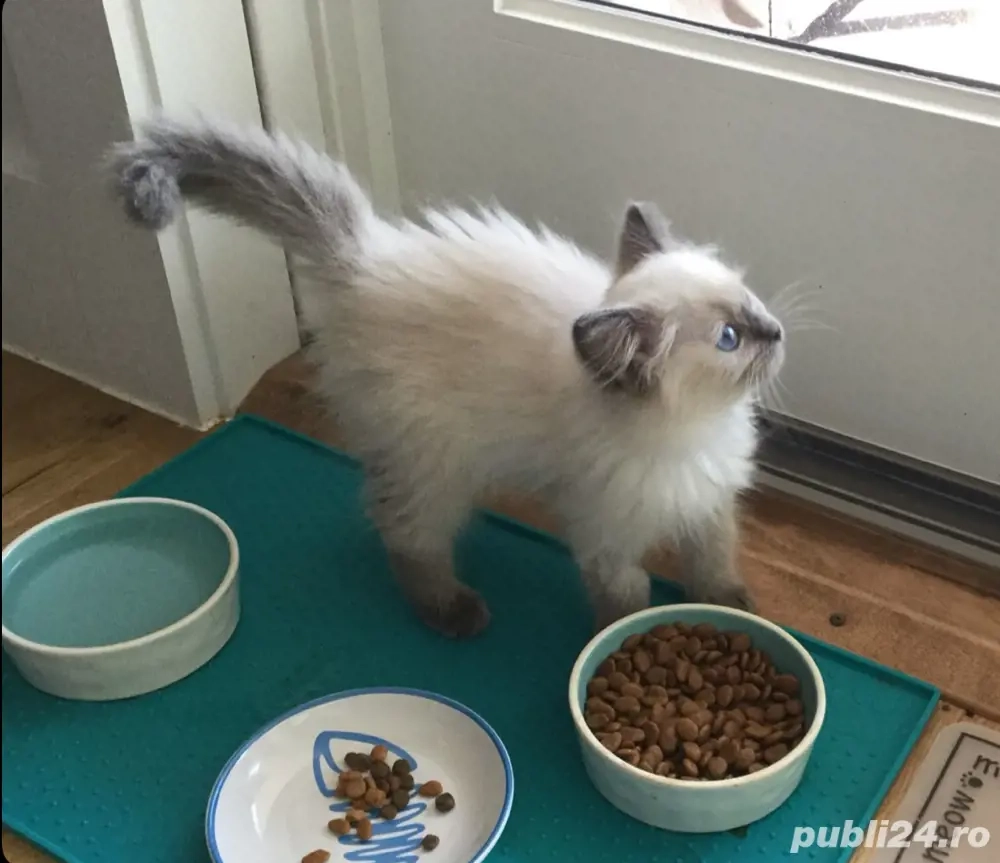 Puiut ragdoll deosebit