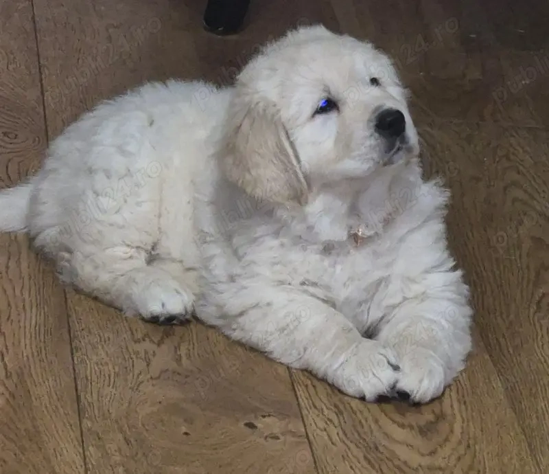 Pui de Golden Retriever in Satu Mare   9 săptămâni, rasă pură, crescuți cu drag! Livrare!