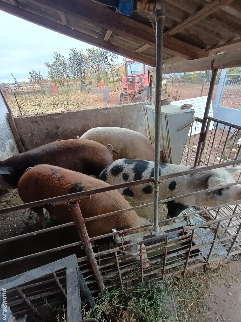 Porci pentru Crăciun de vânzare 