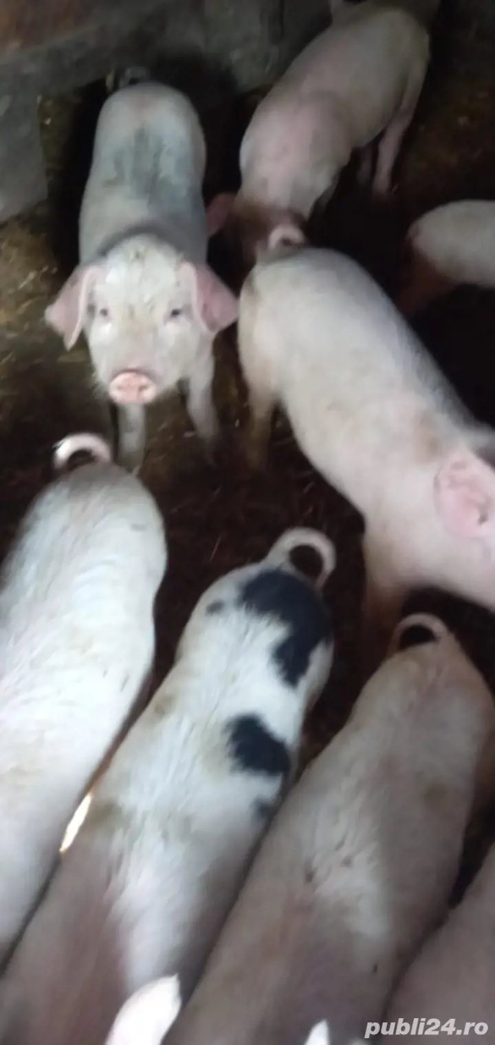 purcelasi  purcelasi