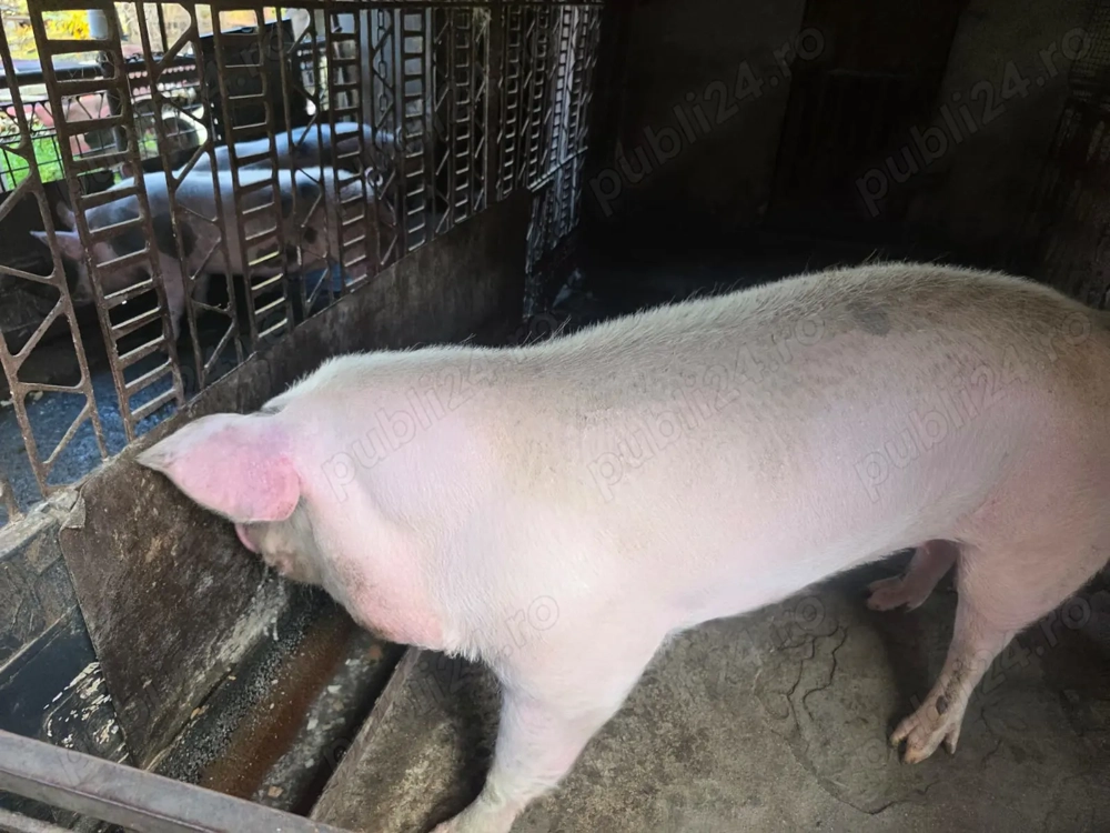Porc de vanzare Porc de vanzare