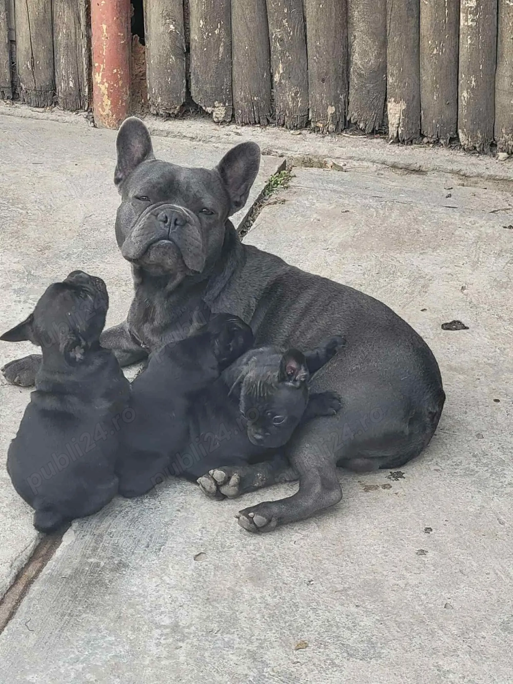 Buldog Francez 6 săptămânii Buldog Francez 6 săptămânii