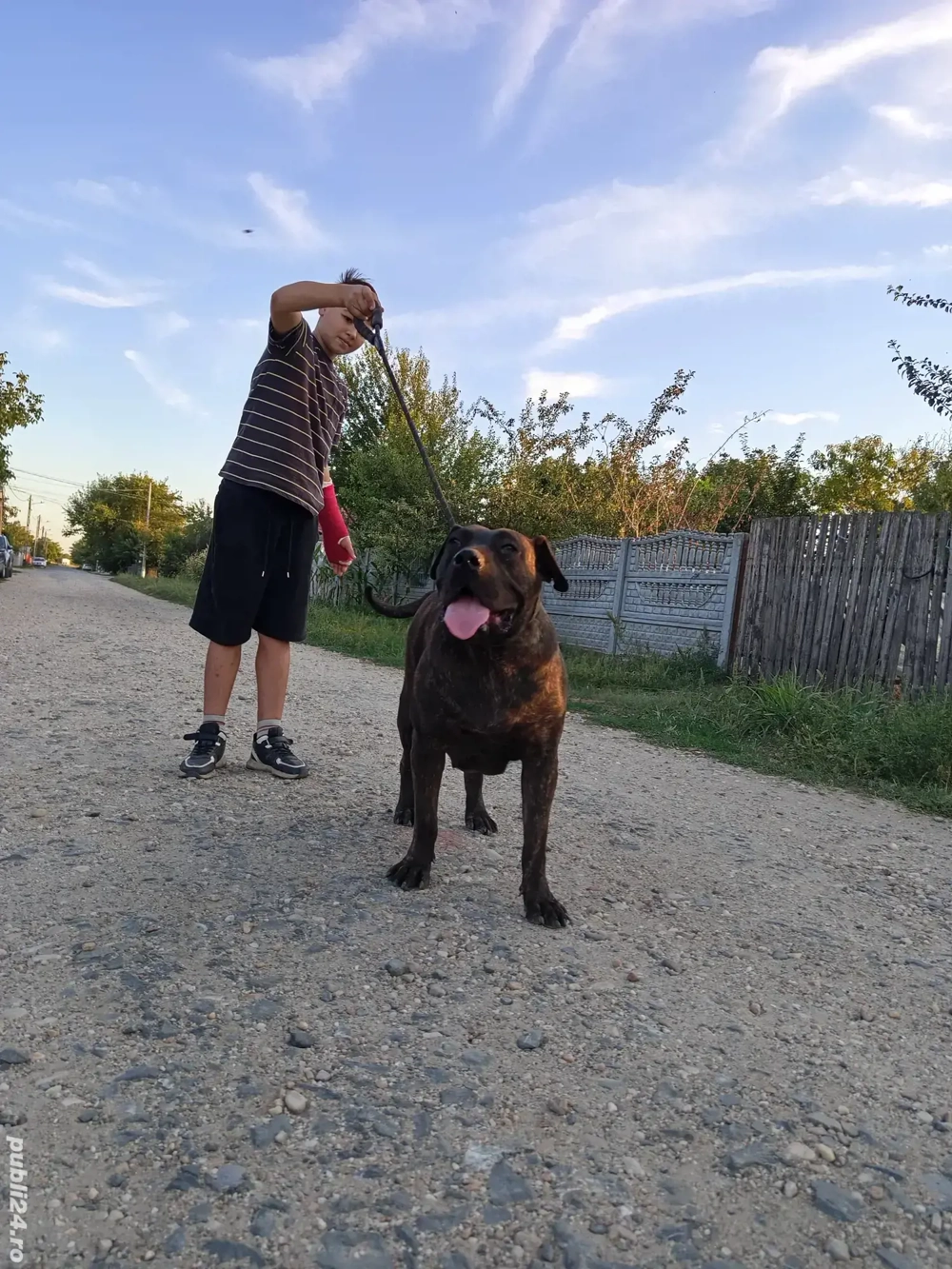 se vinde presa canario  se vinde presa canario