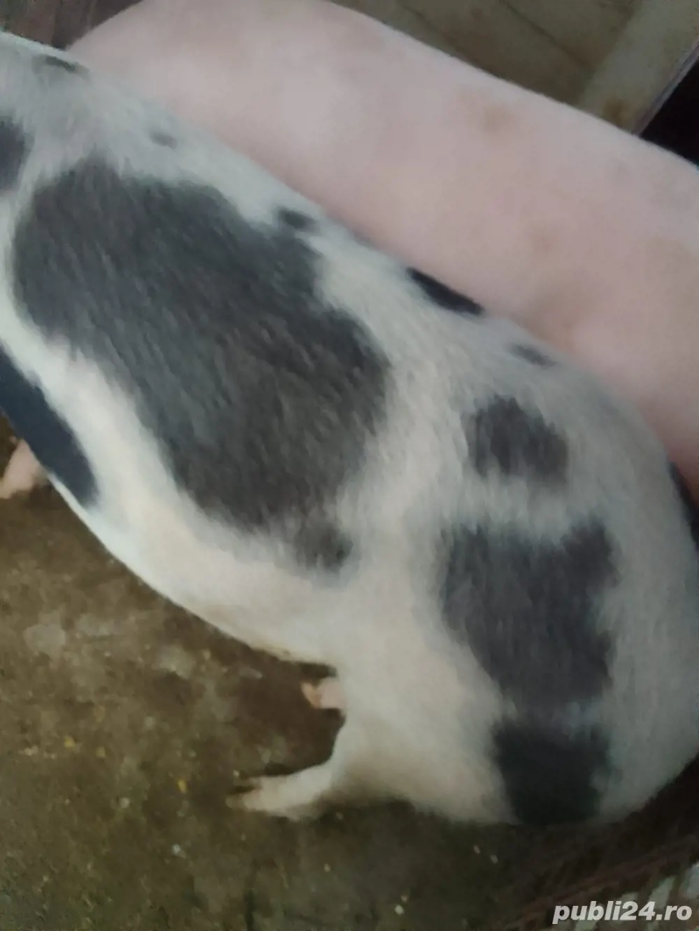 vand porci vand porci