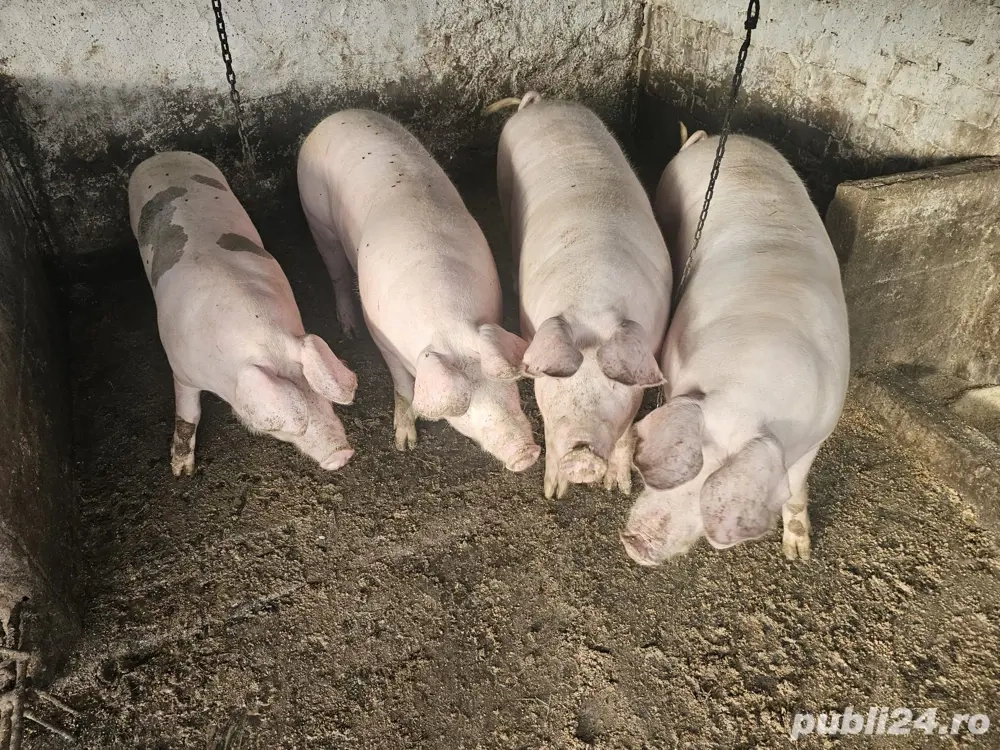 Vand porci  Vand porci