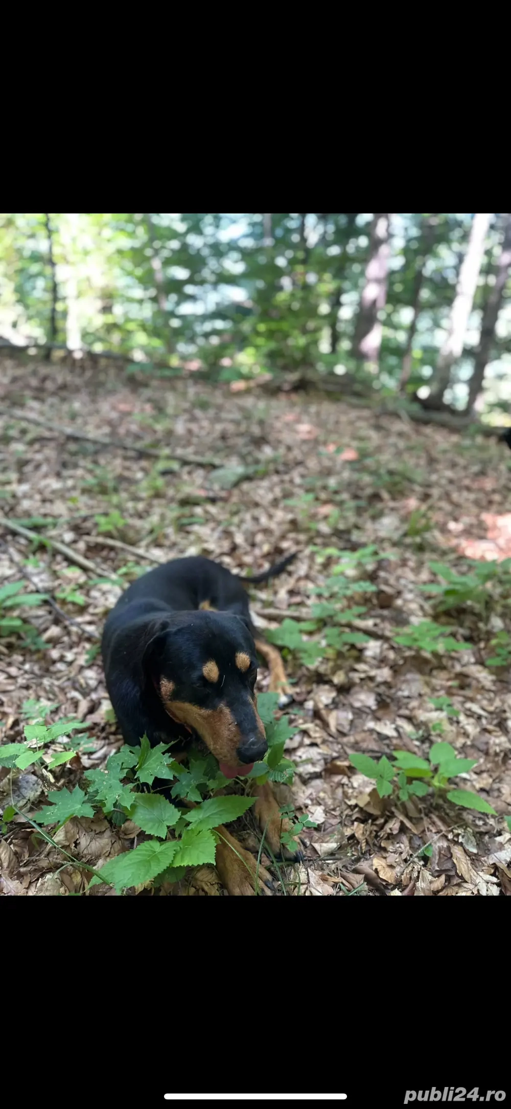 capoi ardenelesc  capoi ardenelesc