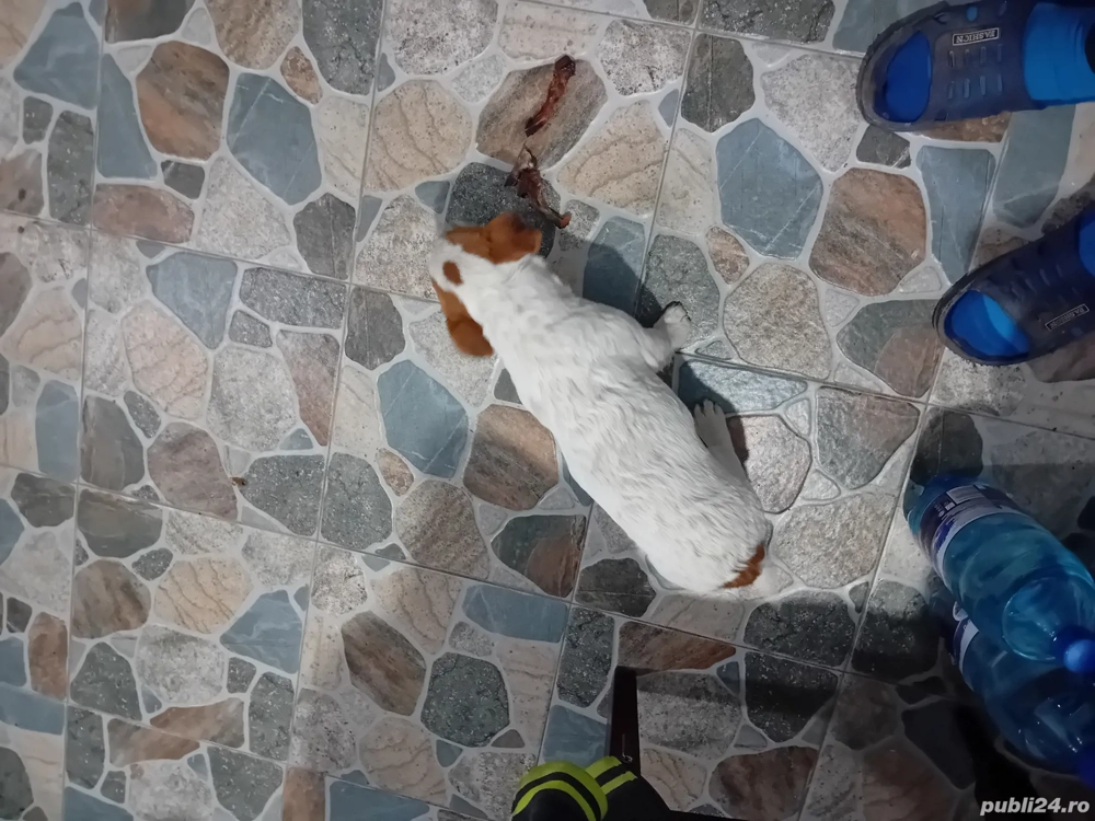 Vînd cățel Jak Rusel Terierr Vînd cățel Jak Rusel Terierr