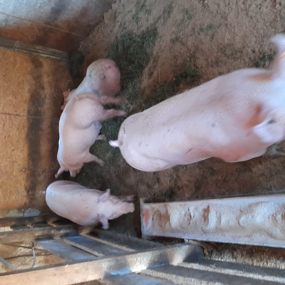 Vand porci rasa de carne 110 kg -180 kg