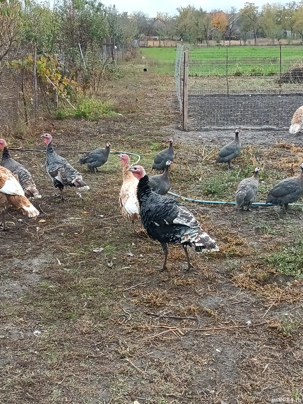 bibilici de vânzare 