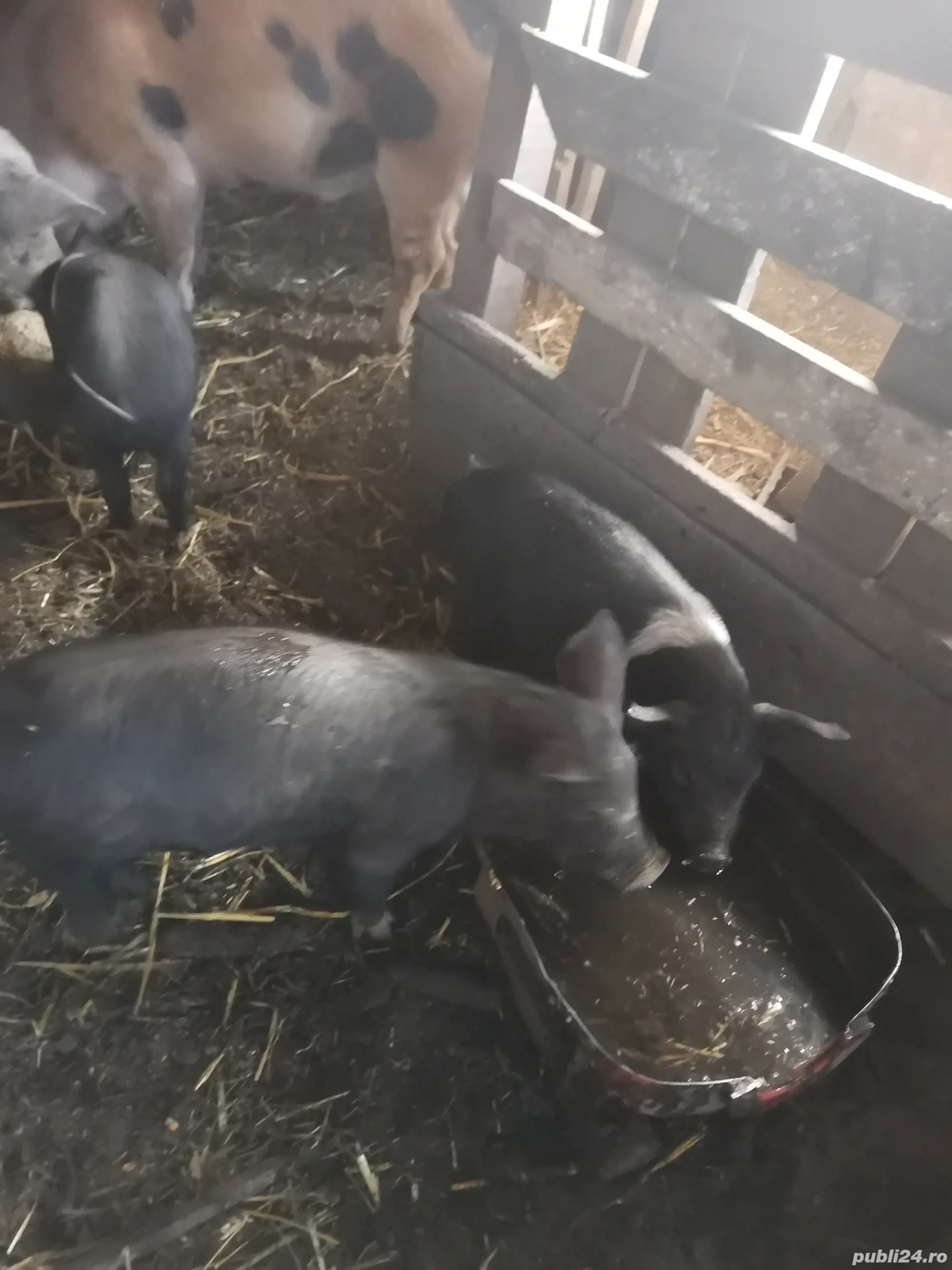 Vând 3purcele Bazna 