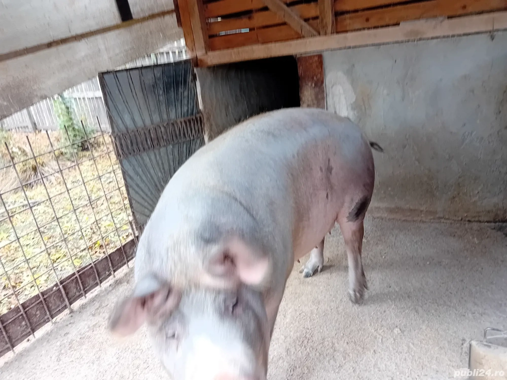 tai porc si vand la sfert  jumatate sau intreg