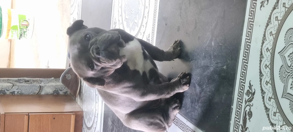 vind Bulldog Francez vind Bulldog Francez