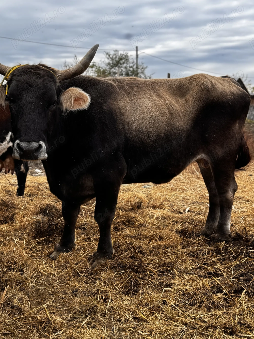 Bou de vânzare 1100 kg