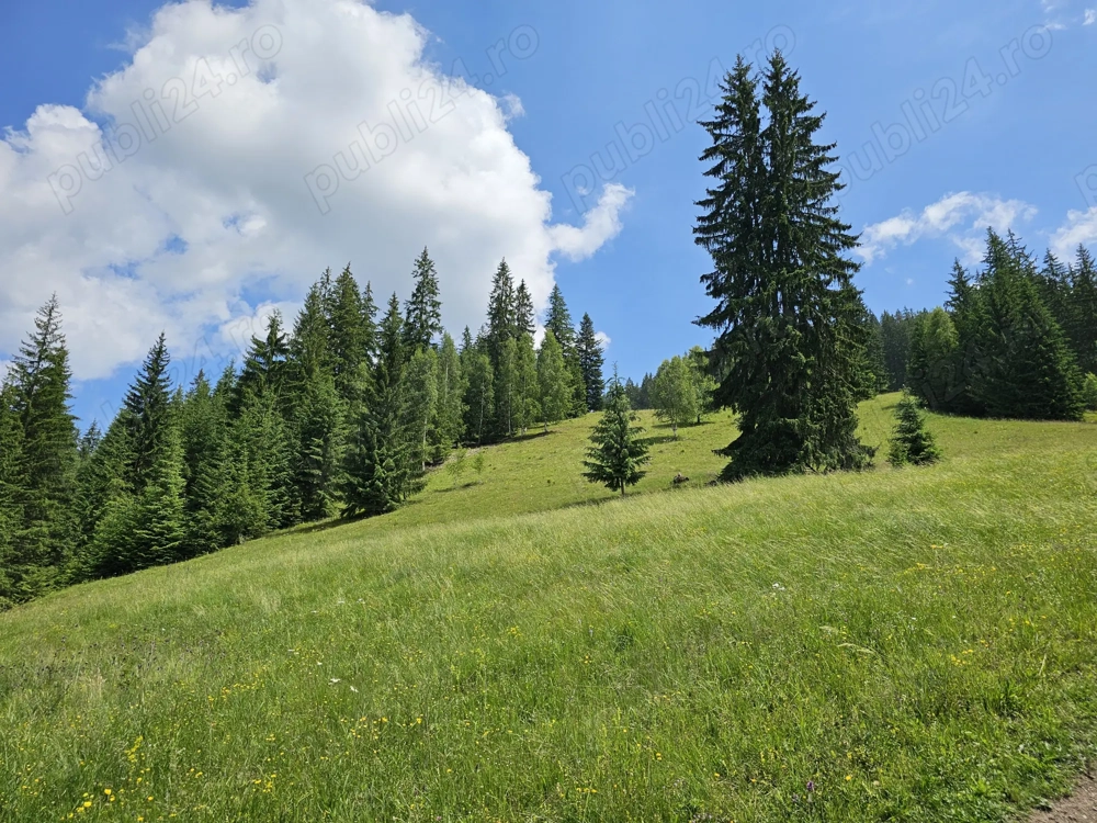 Teren de vanzare in Bucovina Comuna Breaza Zona Paraul Negrei