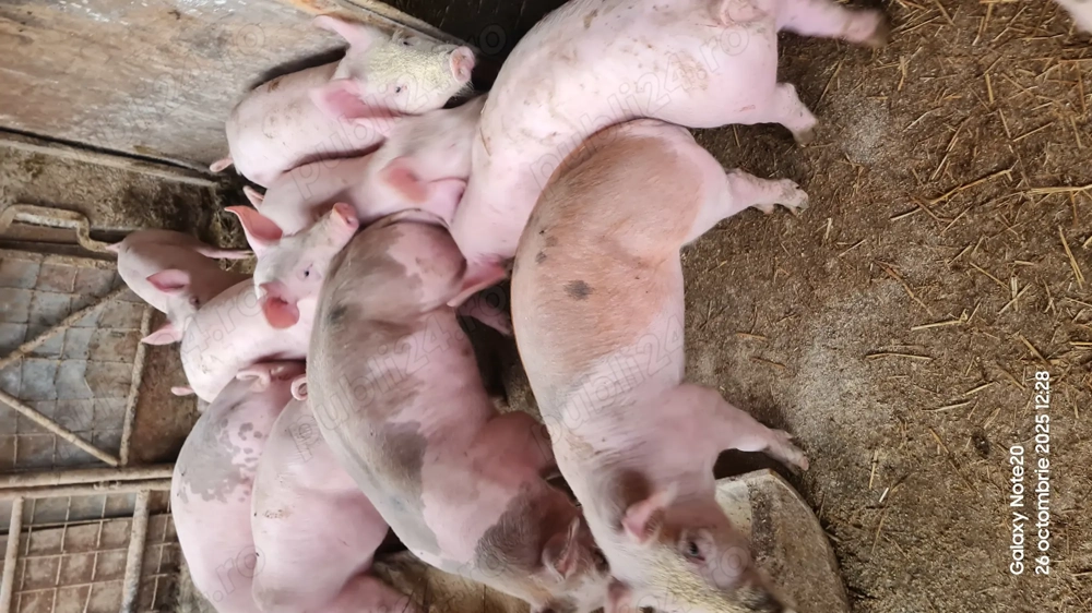 Purcei rasa Pietrain de vânzare 