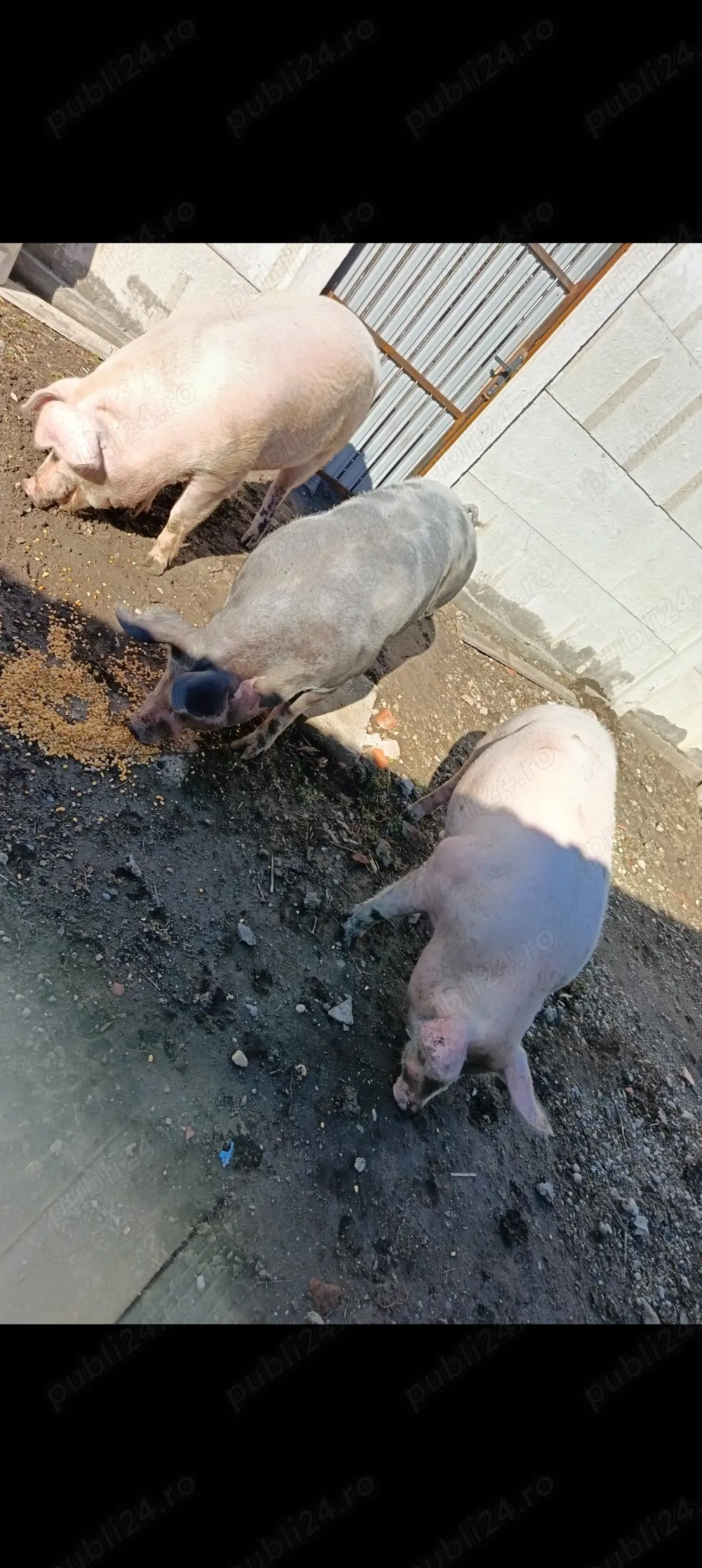 Vând porci 150-200kg