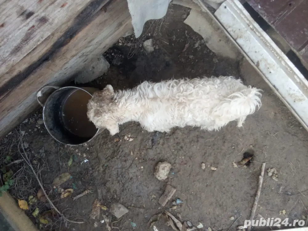 catel de vanzare catel de vanzare