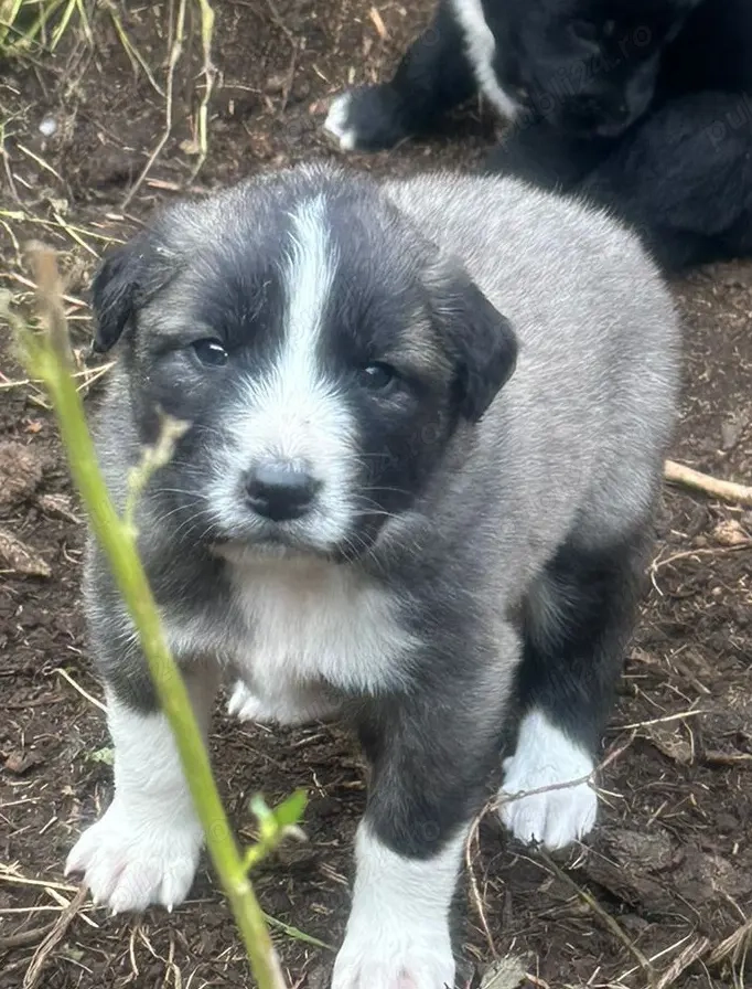 Catei Ciobanesc carapin Arges! Catei Ciobanesc carapin Arges!