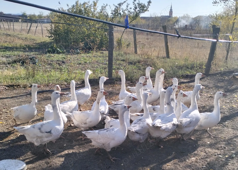 Vand Gaste albe tinere