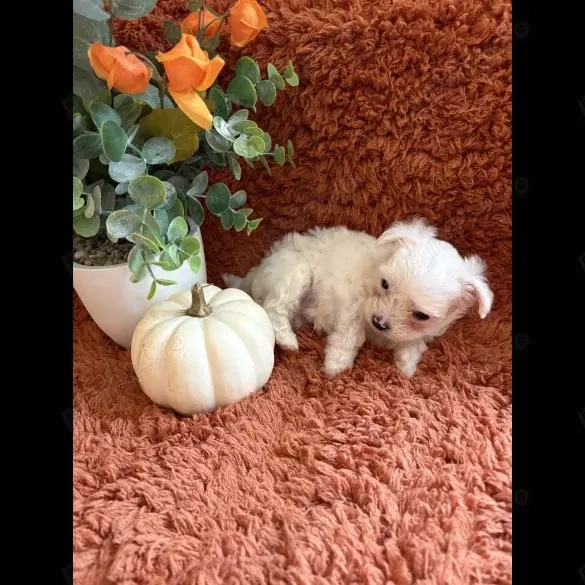 Căței câini căței Bichon Maltez Căței câini căței Bichon Maltez