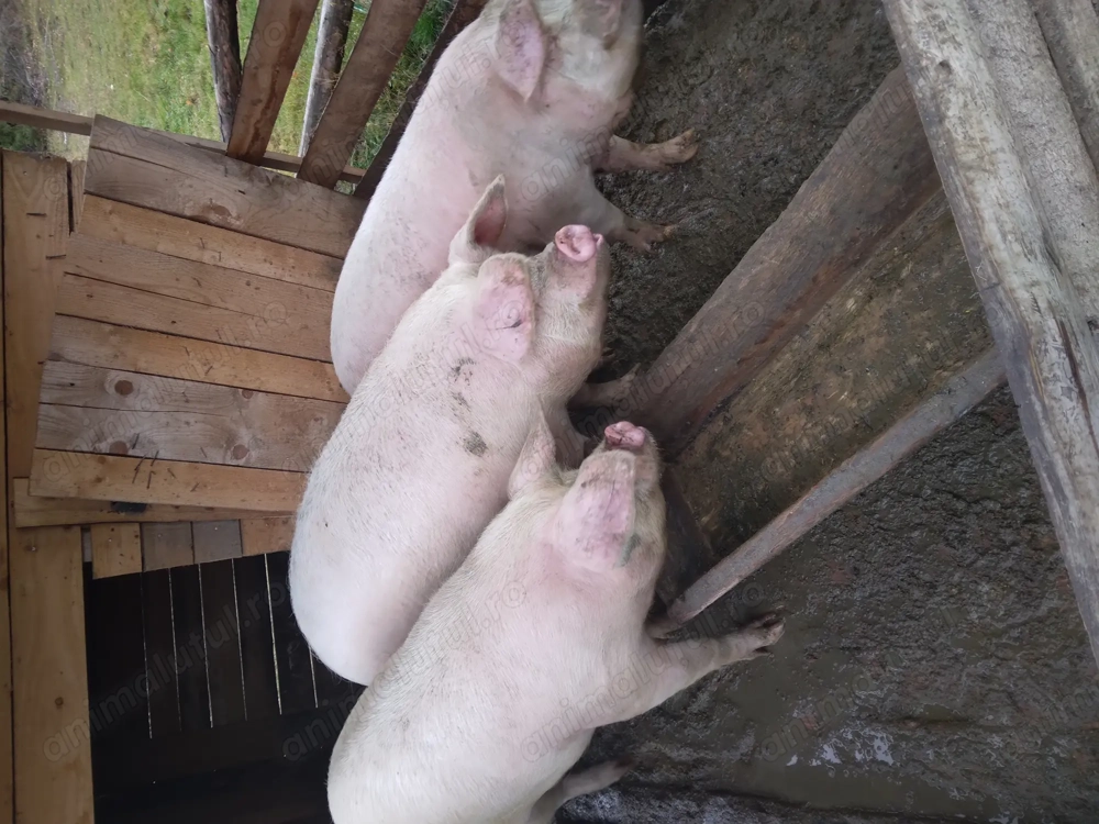 Porci de vânzare  ..