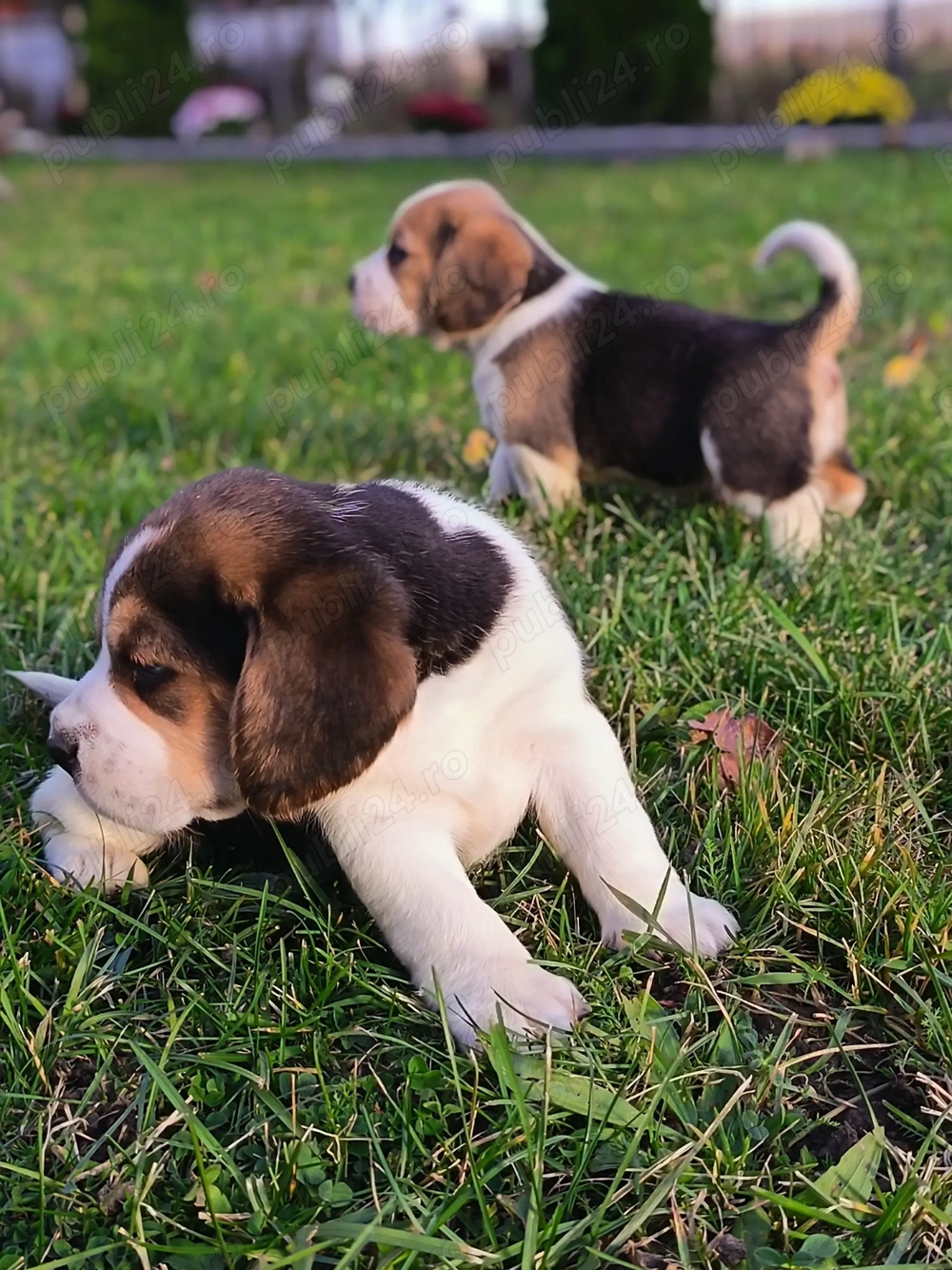 Beagle băiat și fata Beagle băiat și fata