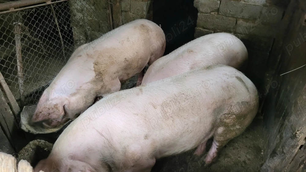 Porci de vânzare pentru Crăciun Porci de vânzare pentru Crăciun