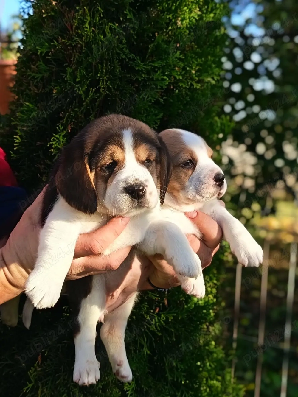 Pui beagle băiat și fata
