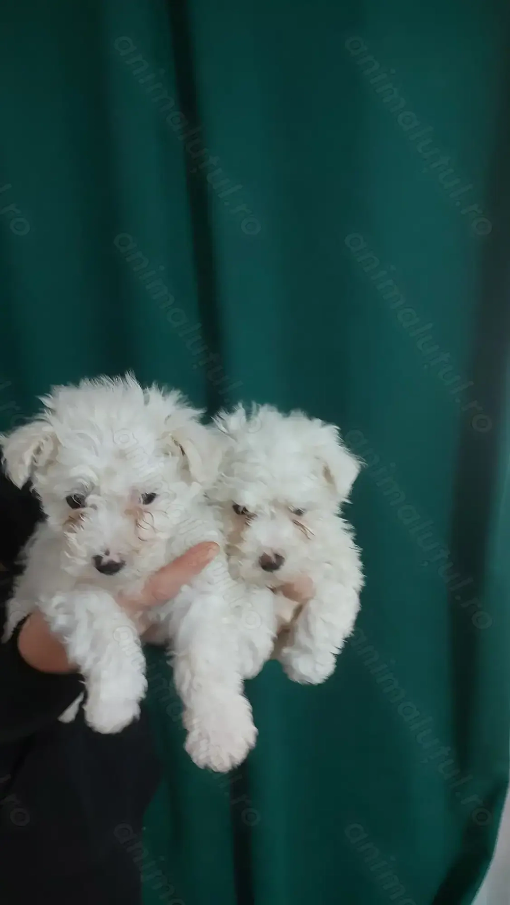 Bichon frise de vanzare Bichon frise de vanzare