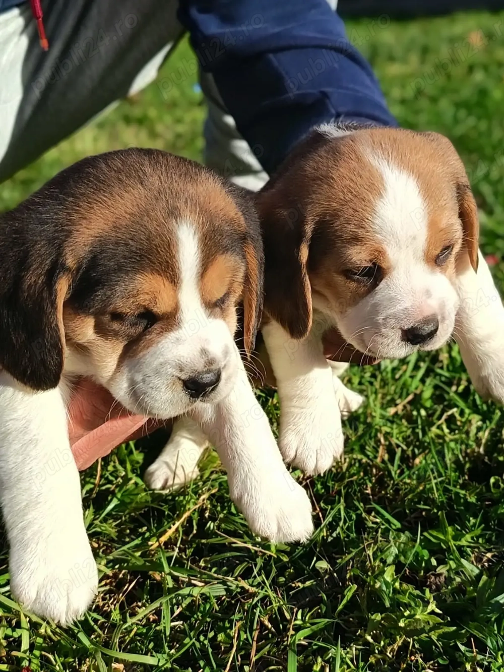 Băieței și fetițe beagle tricolor Băieței și fetițe beagle tricolor
