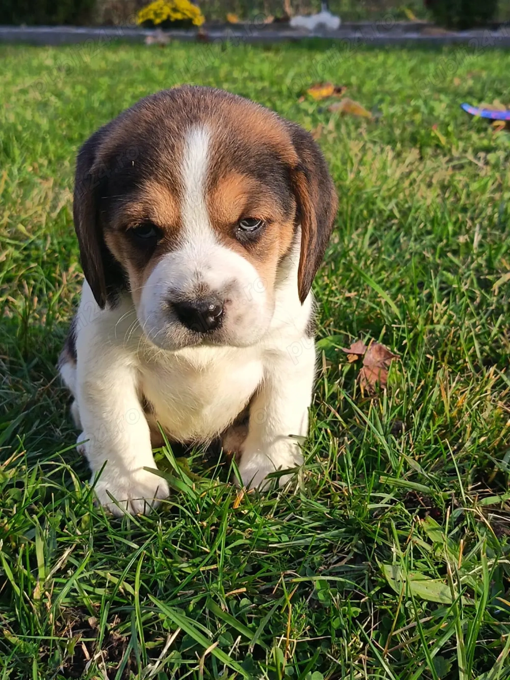 Beagle beagle disponibili