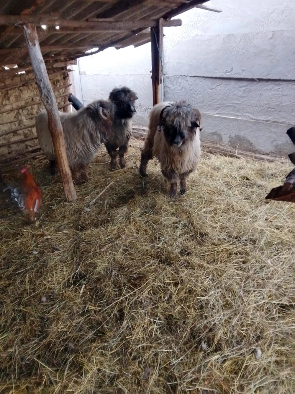 Vând patru oi bucălai Vând patru oi bucălai