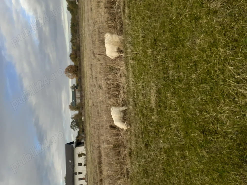 Vand taplsori in Uda arges