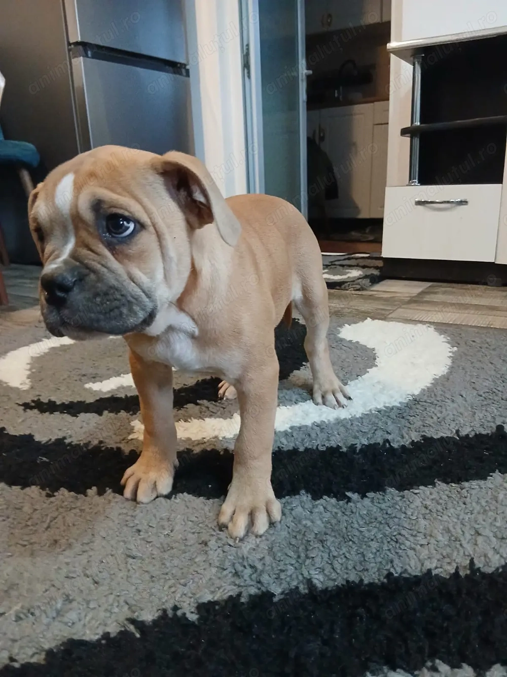 Amstaff mixt Bulldog  Amstaff mixt Bulldog