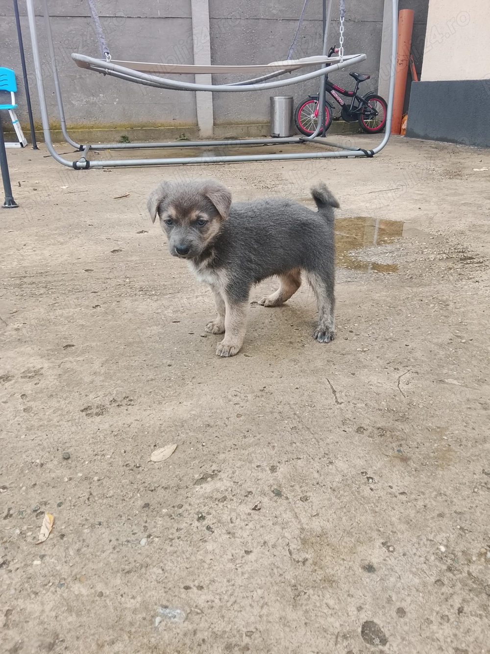 Căței Ciobanesc german își caută căsuța noua  Căței Ciobanesc german își caută căsuța noua