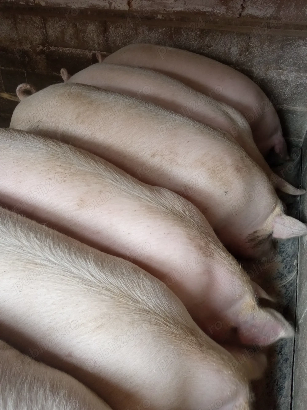 Porci de carne  Porci de carne