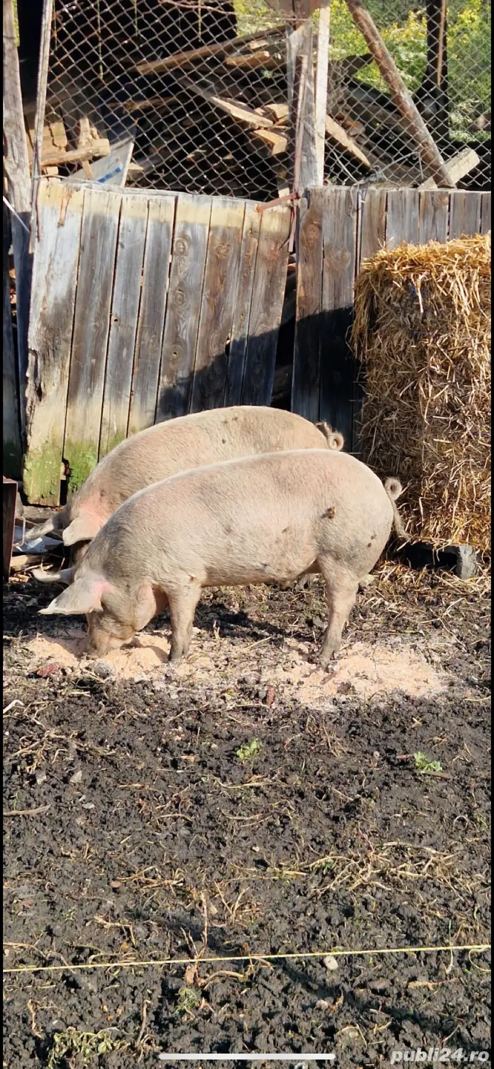    De vânzare două purcici sănătoase   in jur de 110 kg fiecare   