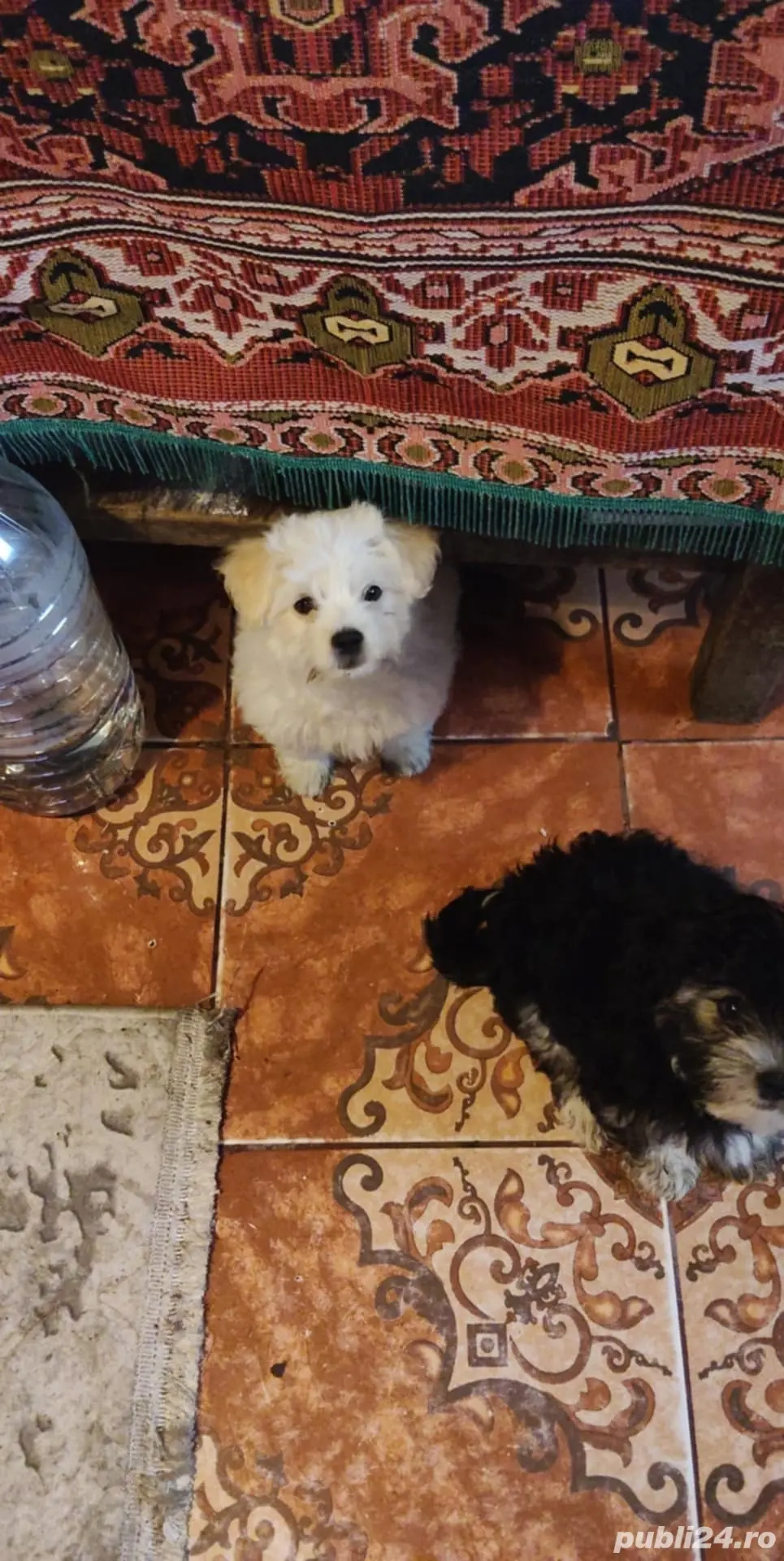 caselusa Bhison caselusa Bhison