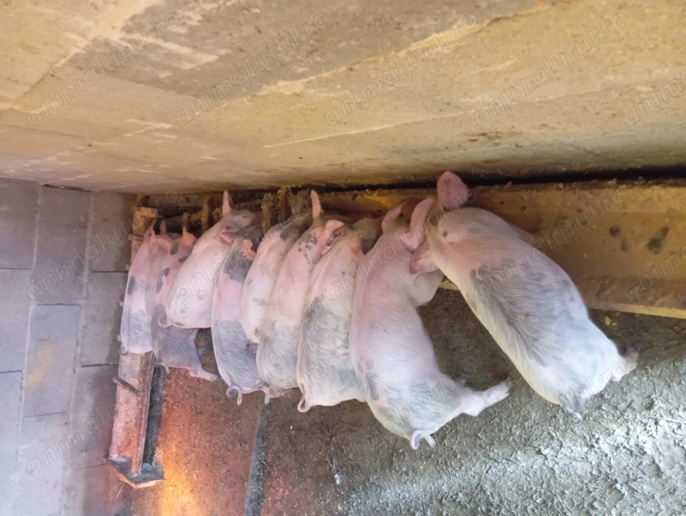 Purcei schimbă domiciliul Purcei schimbă domiciliul