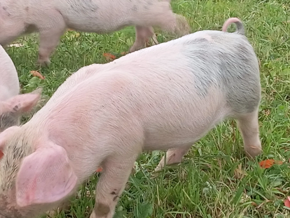 Purcei schimbă domiciliul Purcei schimbă domiciliul