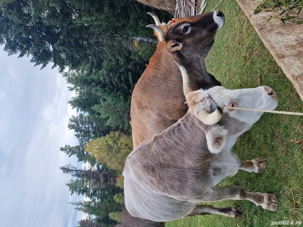 Boi de Vânzare  Boi de Vânzare