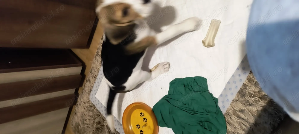 Vând cățelușa beagle de 2 luni și jumătate 