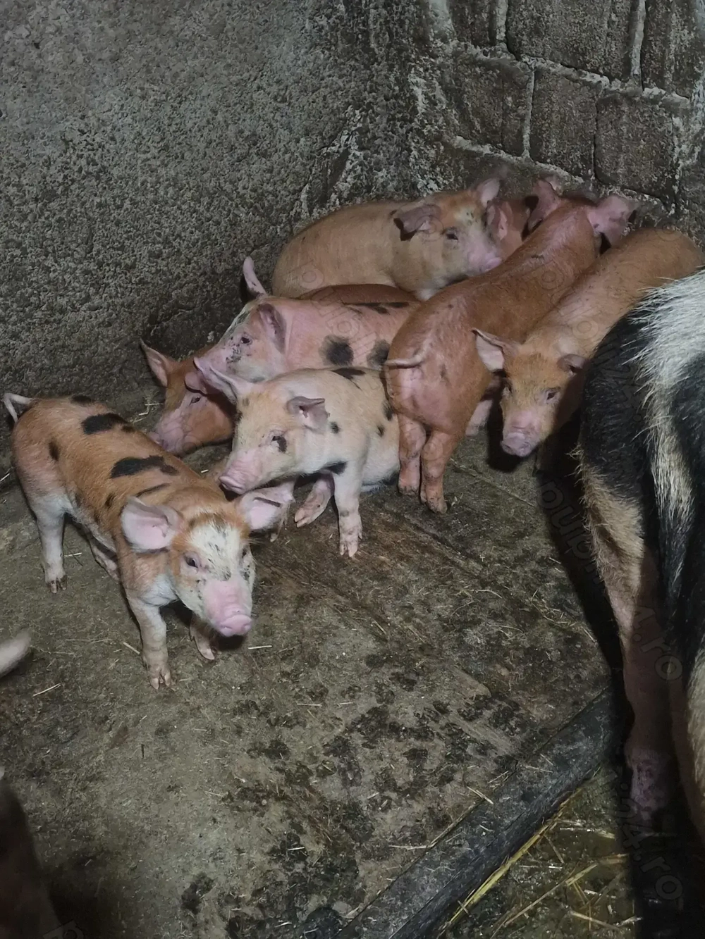 Purcei de 8 săptămâni de vanzare Purcei de 8 săptămâni de vanzare