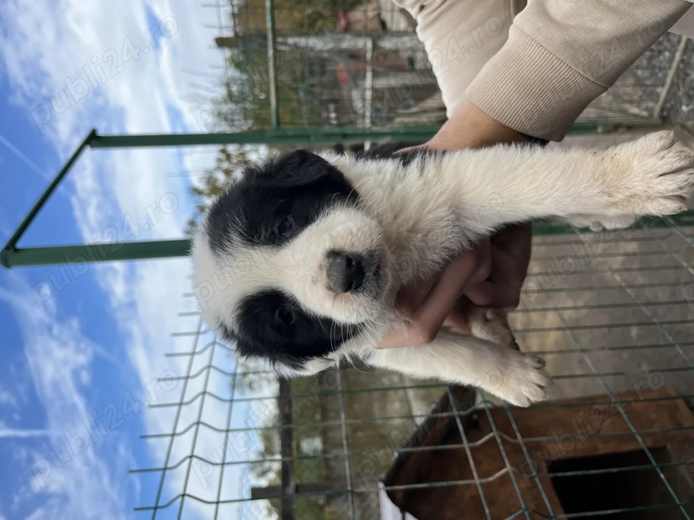 Vând căței ciobănesc ( pui)  Vând căței ciobănesc ( pui)