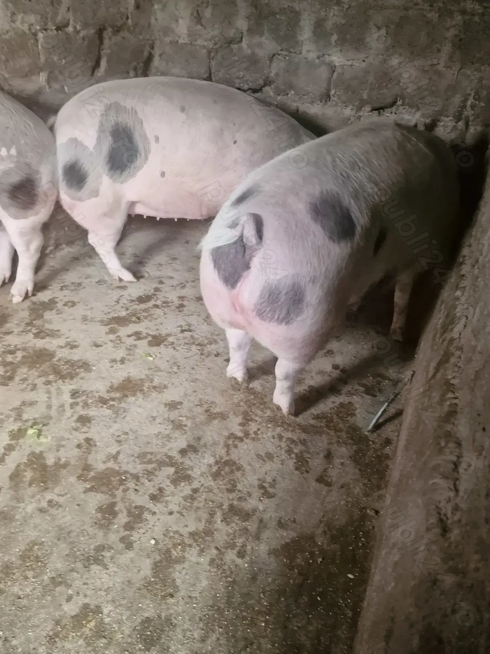 Porci mari de vanzare Porci mari de vanzare