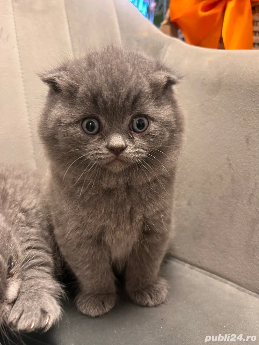 pisicuta brithis shorthair pisicuta brithis shorthair