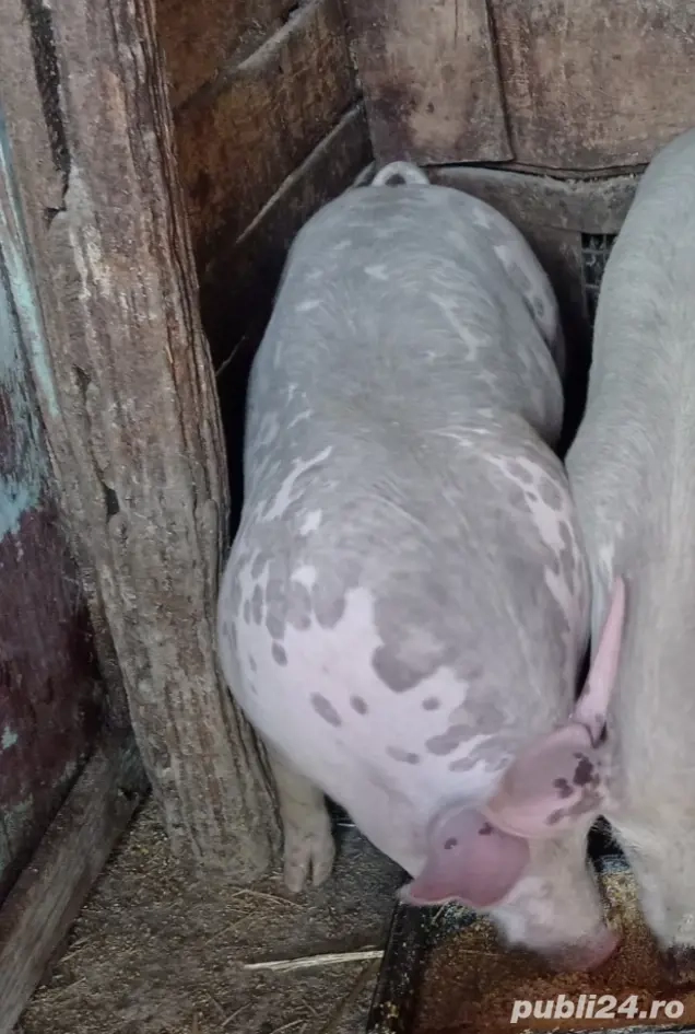 De vânzare 2 vieri și două scrofițe pietran De vânzare 2 vieri și două scrofițe pietran