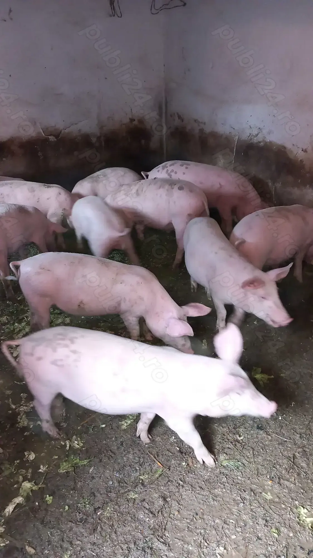 Soldani de vanzare,au 50,60 kg.