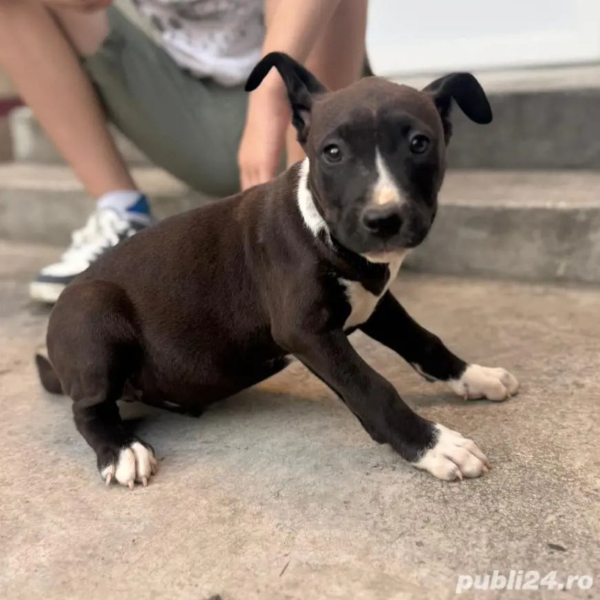 vând amstaff vând amstaff